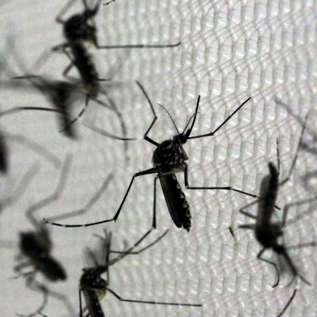 Enjambre de mosquitos. Foto: Reuters